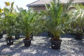 Phoenix Canariensis 25lt