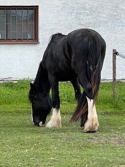 SHIRE HORSE žrebec