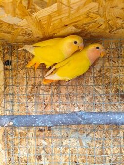 Agapornis ružovohrdlý