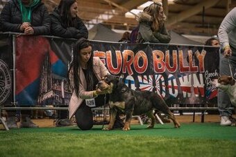 American bully standard