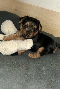 Yorkshire Terrier