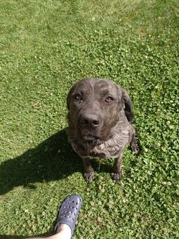 Fenka cane corso x stredoázijský ovčiak