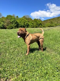 Sharpei na krytie