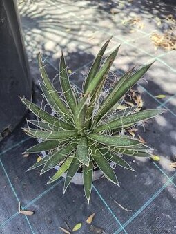 Agave schidiger