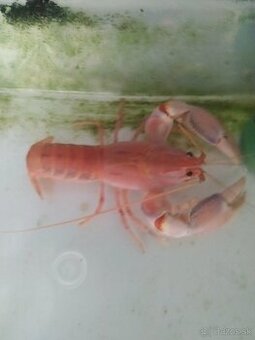 Predám raka (cherax destructor)