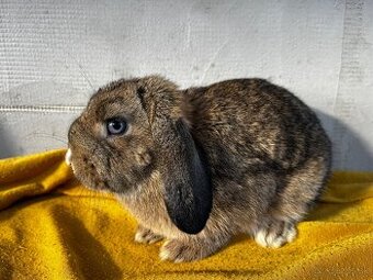 Predám zakrslých barančekov