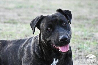 Cimarron Uruguayo s PP – rezervácia šteniatok