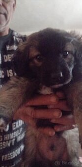 Jazvečík  kríženec