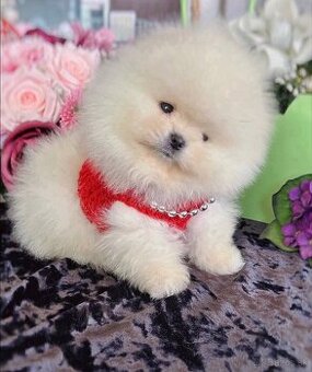 Šteniatka pomeraniana na adopciu.