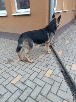 Nemecký ovčiak fenka