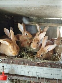 Krásne burgundske králiky na predaj