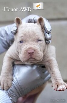 Bandog , Mastiff , Mollos