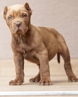 Bandog , Mastiff , Mollos