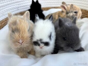 🐰 Ponúkame na rezerváciu zakrslích zajačikov