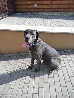 Krytie Nemecka doga modra