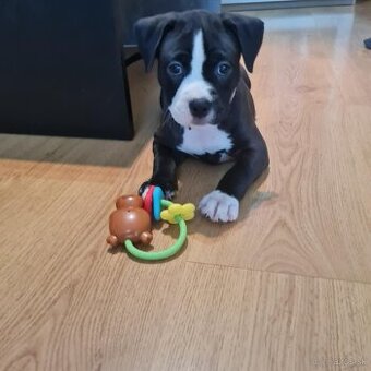 Amstaff