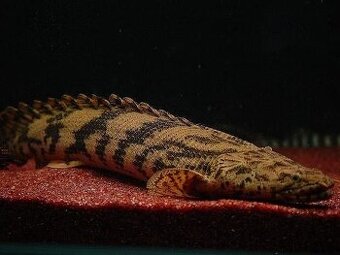 Bichir endlicheri - 1