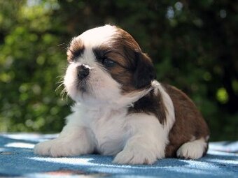 Shih-tzu, ši-tzu , shih tzu, ši-cu - štěňátka s PP FCI