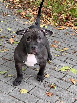 American Bully Pocket