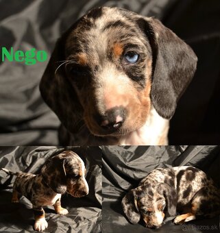 🐶Šteniatka trpasliči jazvečík🐶