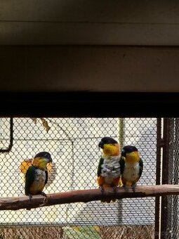 Amazonik čiernotemenny