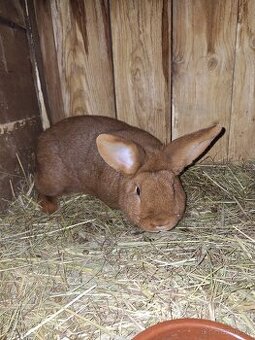 Novozenský  červený