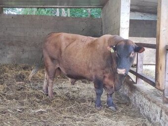 Plemenný býk Aberdeen Angus - 1