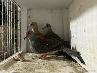 Predam Holubky diamantove