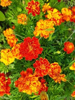 Aksamietnica – Afrikán – nenáročná a vďačná letnička