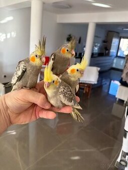 Korely ručne dokrmena Krotká