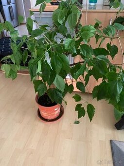 Darujem 2 veľké čínske ruže, Košice