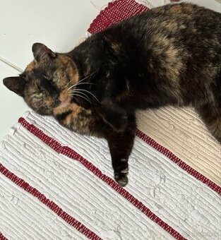 SÚRNE: Zachráňte im život Hľadáme domov pre 2 mačičky