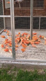 S76 odčervenie a ochrana vtáctva