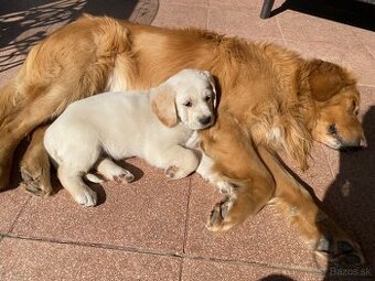 Zlatý retriever šteniatka