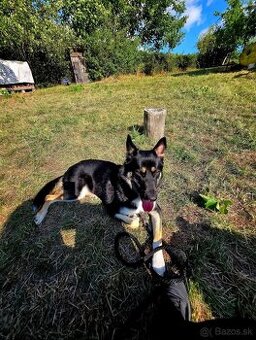 Darujeme fenku do dobrých rúk 🐾