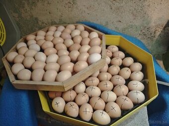 Predám násadove vajcia... AMROK