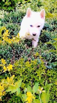 Sibirsky husky