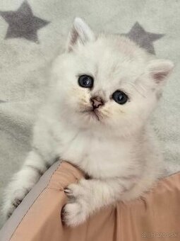 Britské mačiatka chinchilla