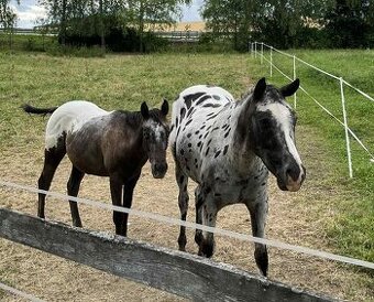 Appaloosa žrebček a valach - 1