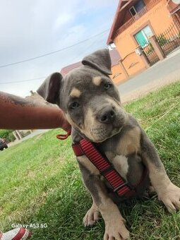 American bully