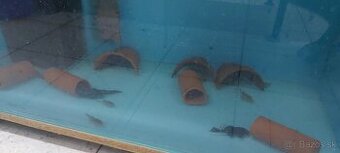 Ancistrus, prisavnik
