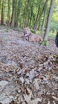 Americký bandog