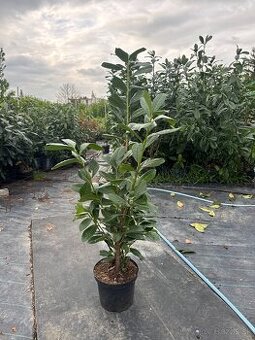 Živý plot vavrinovec cervienka