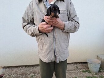 Jazvečík trpazličí