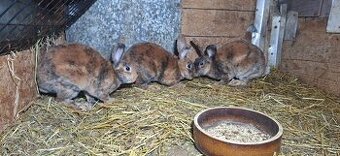 Dalmatinsky rex žlto hnedý