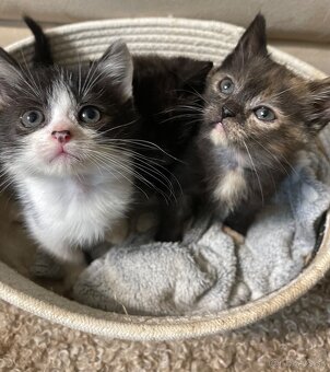 Polobritské mačiatko