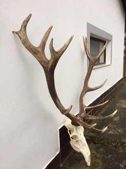 Trojej jeleňa, zhody, parohy