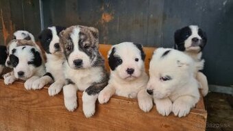 Stredoazijsky ovčiak - 1