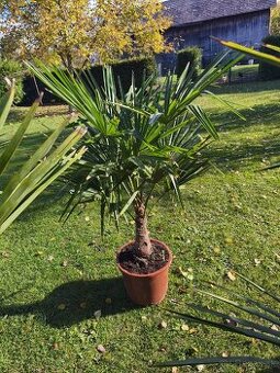 Trachycarpus fortunei.