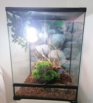 Chameleón - 1